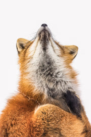 Renard roux - Hiver 134 - Jean-Simon Bégin - Photographe Animalier et Artiste Peintre