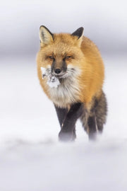 Renard roux - Hiver 136 - Jean-Simon Bégin - Photographe Animalier et Artiste Peintre