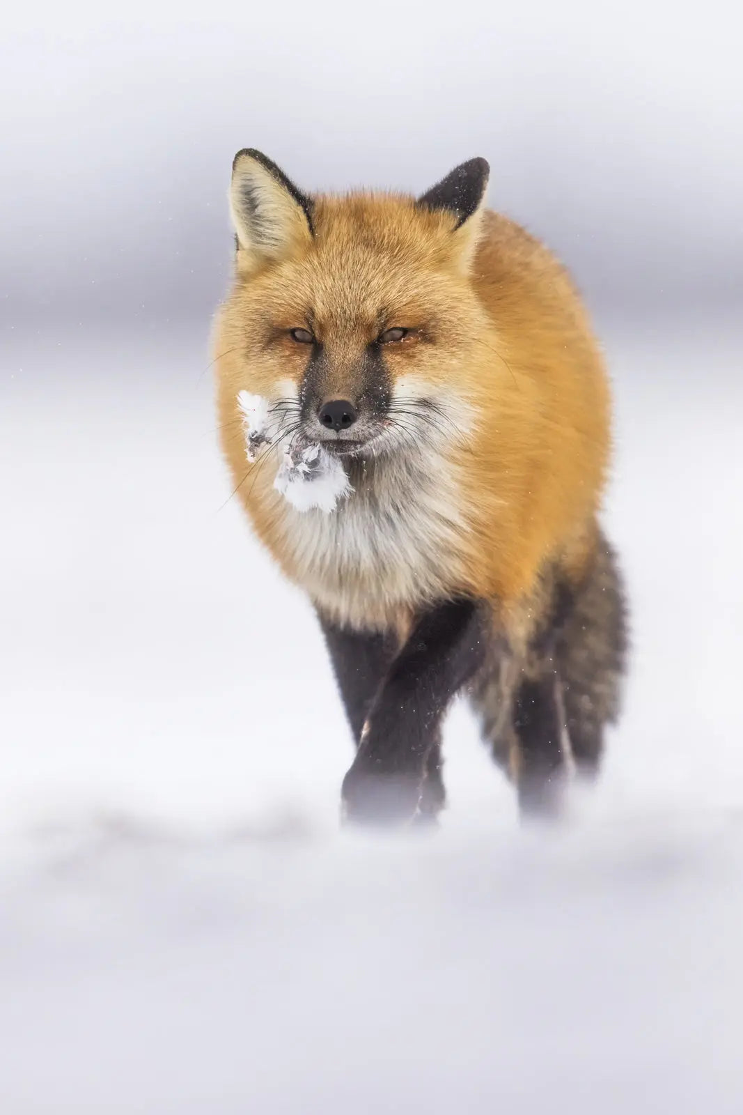Renard roux - Hiver 136 - Jean-Simon Bégin - Photographe Animalier et Artiste Peintre