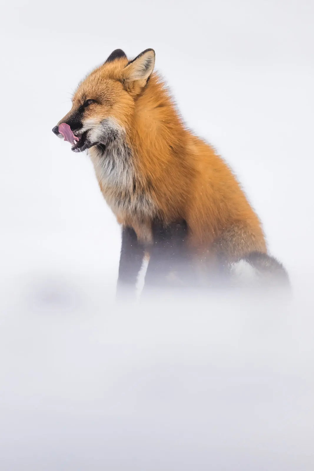 Renard roux - Hiver 137 - Jean-Simon Bégin - Photographe Animalier et Artiste Peintre
