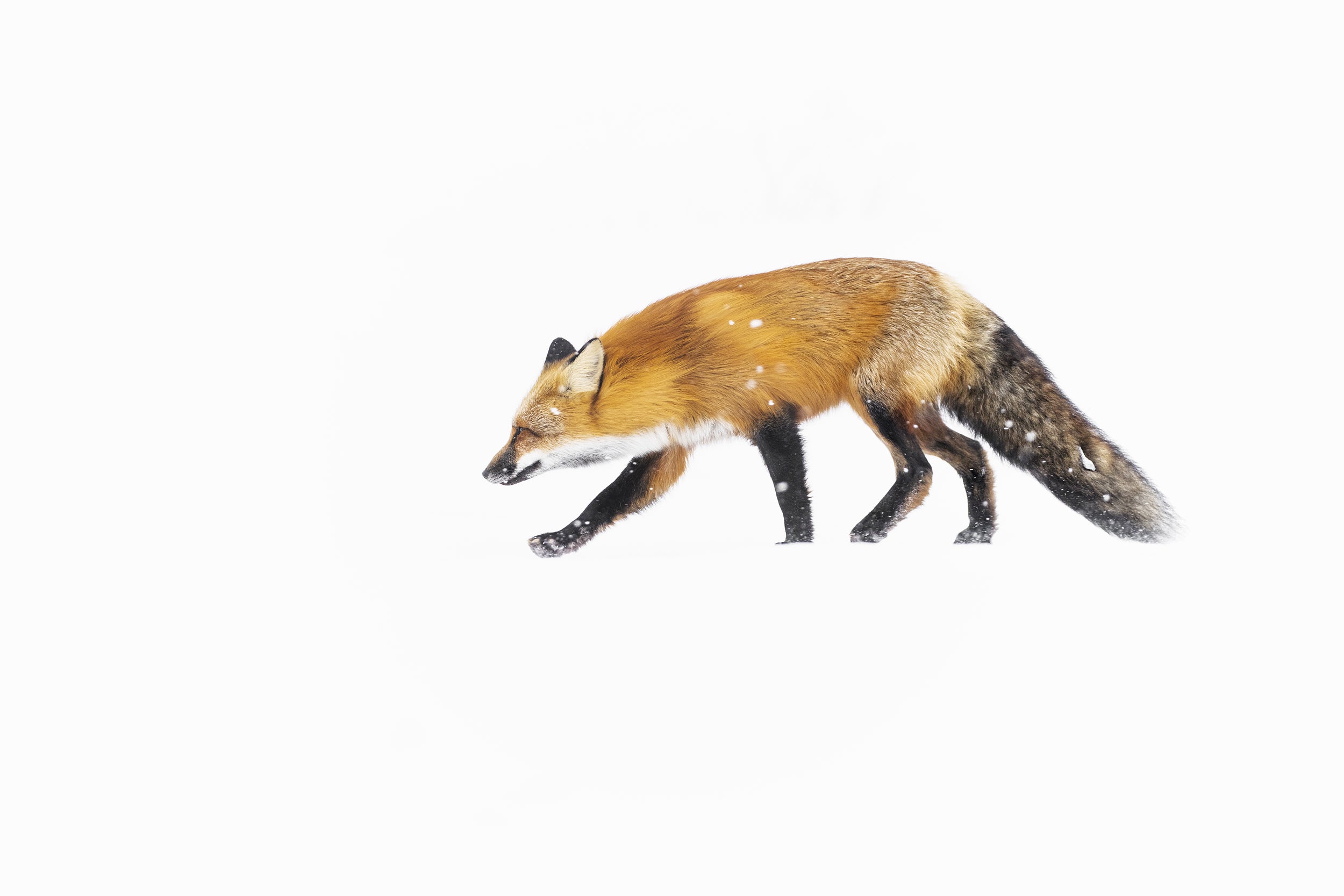 Red Fox - Winter 015