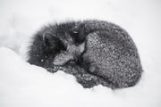 Red Fox - Winter 019