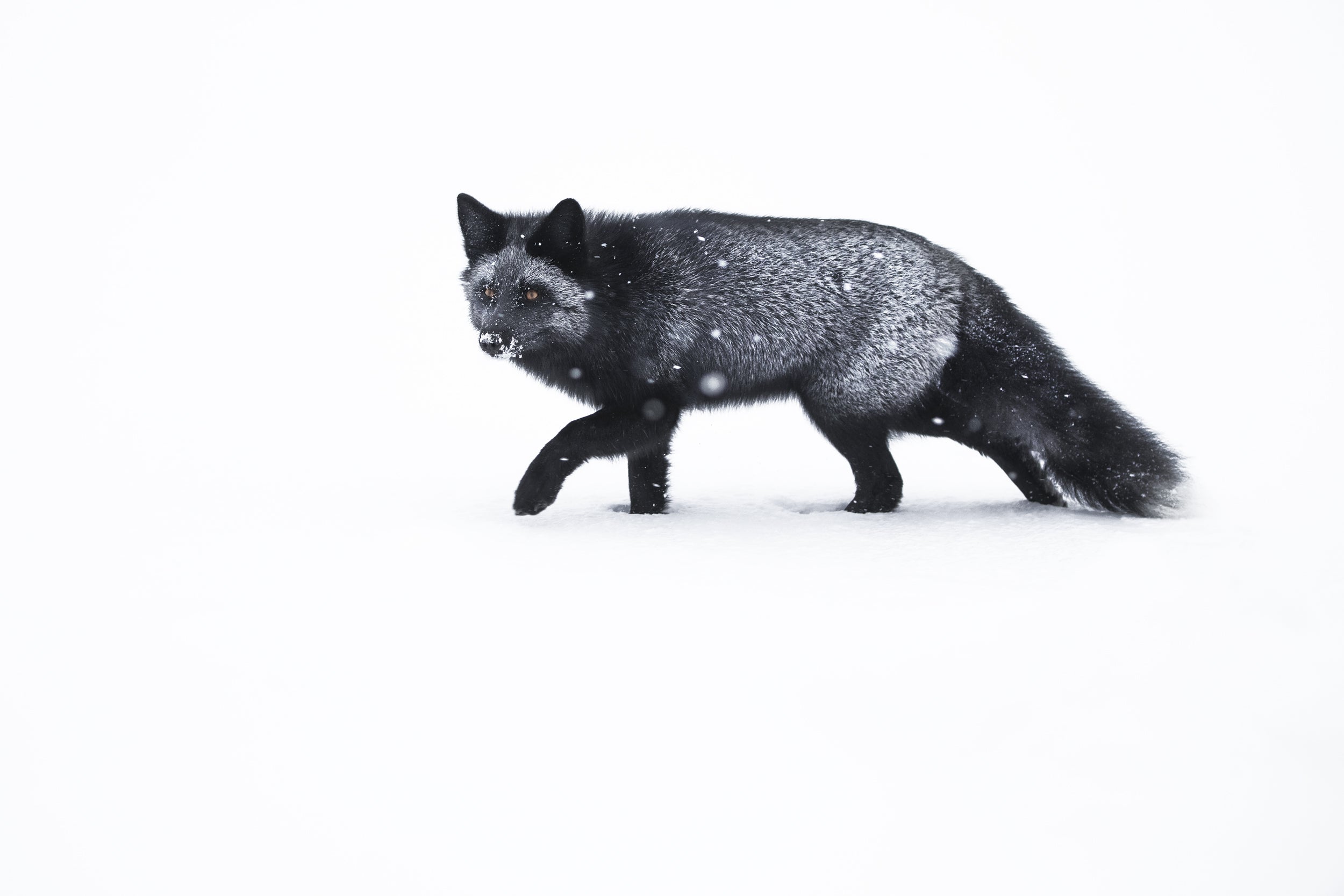 Red Fox - Winter 020
