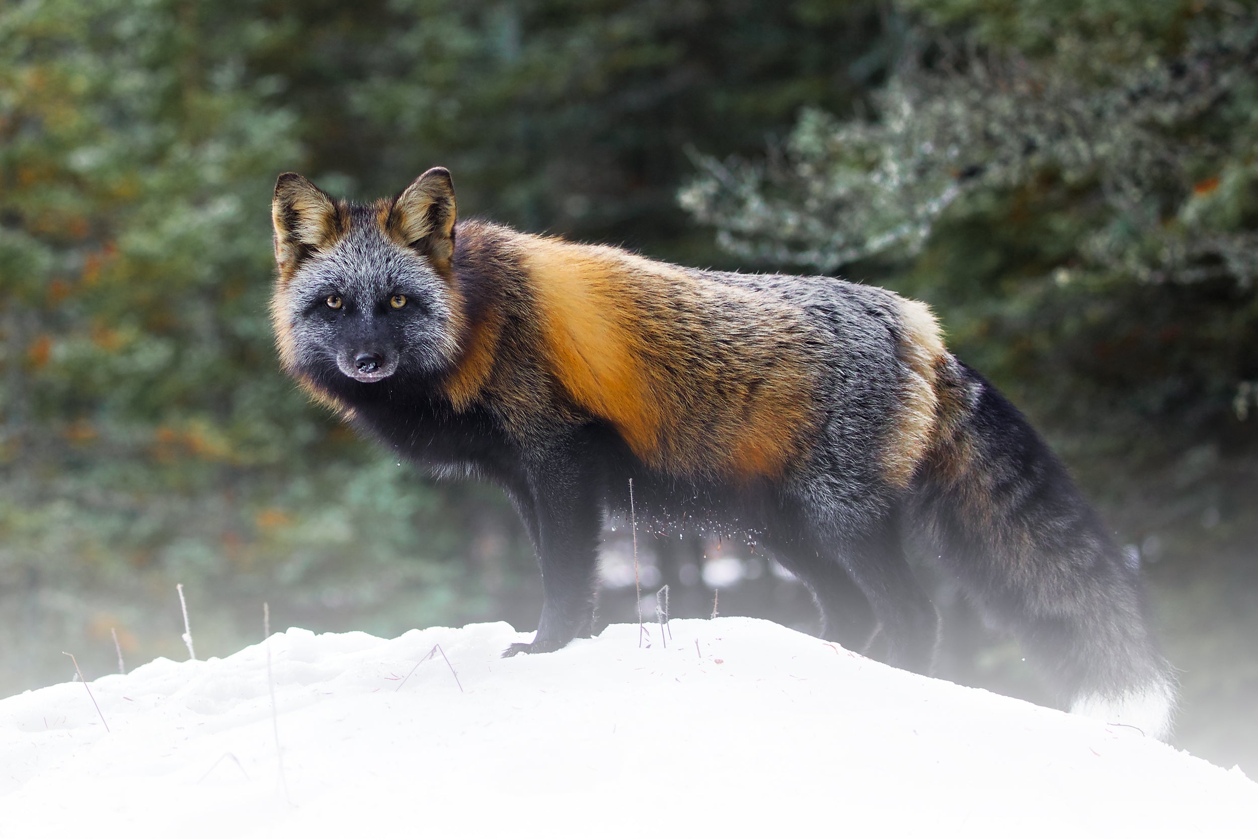 Red Fox - Winter 024
