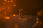 Red Fox - Winter 026