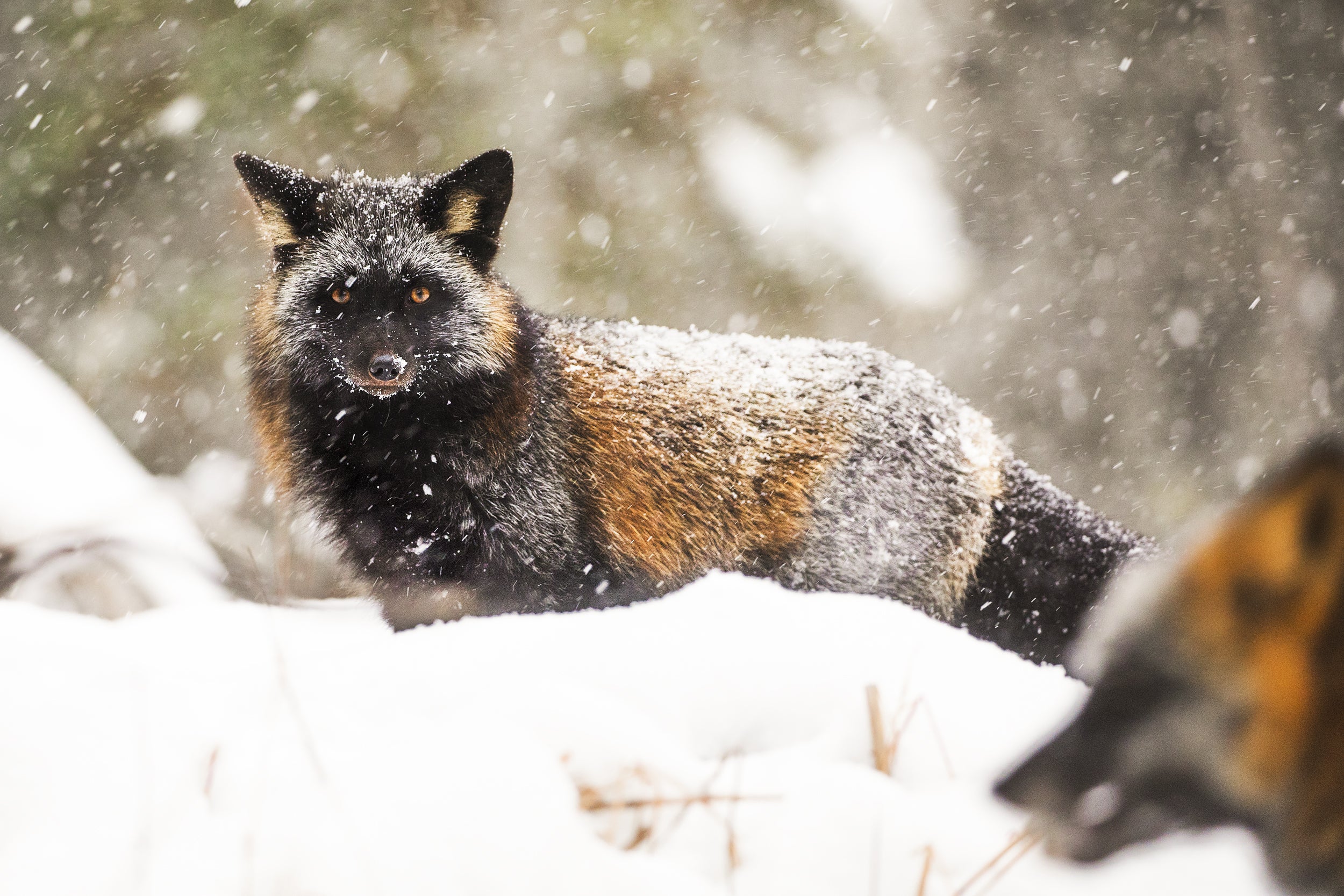 Red Fox - Winter 030