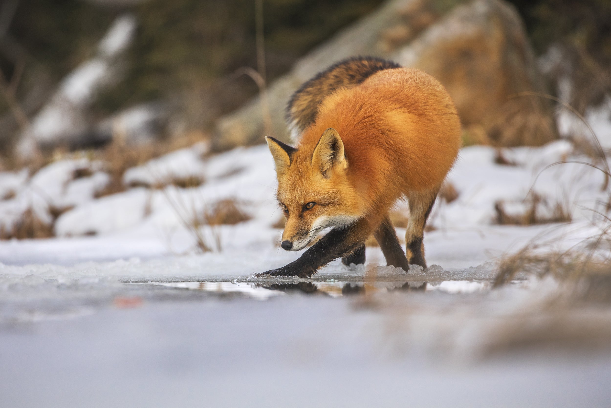 Red Fox - Winter 031