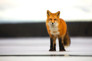 Red Fox - Winter 034
