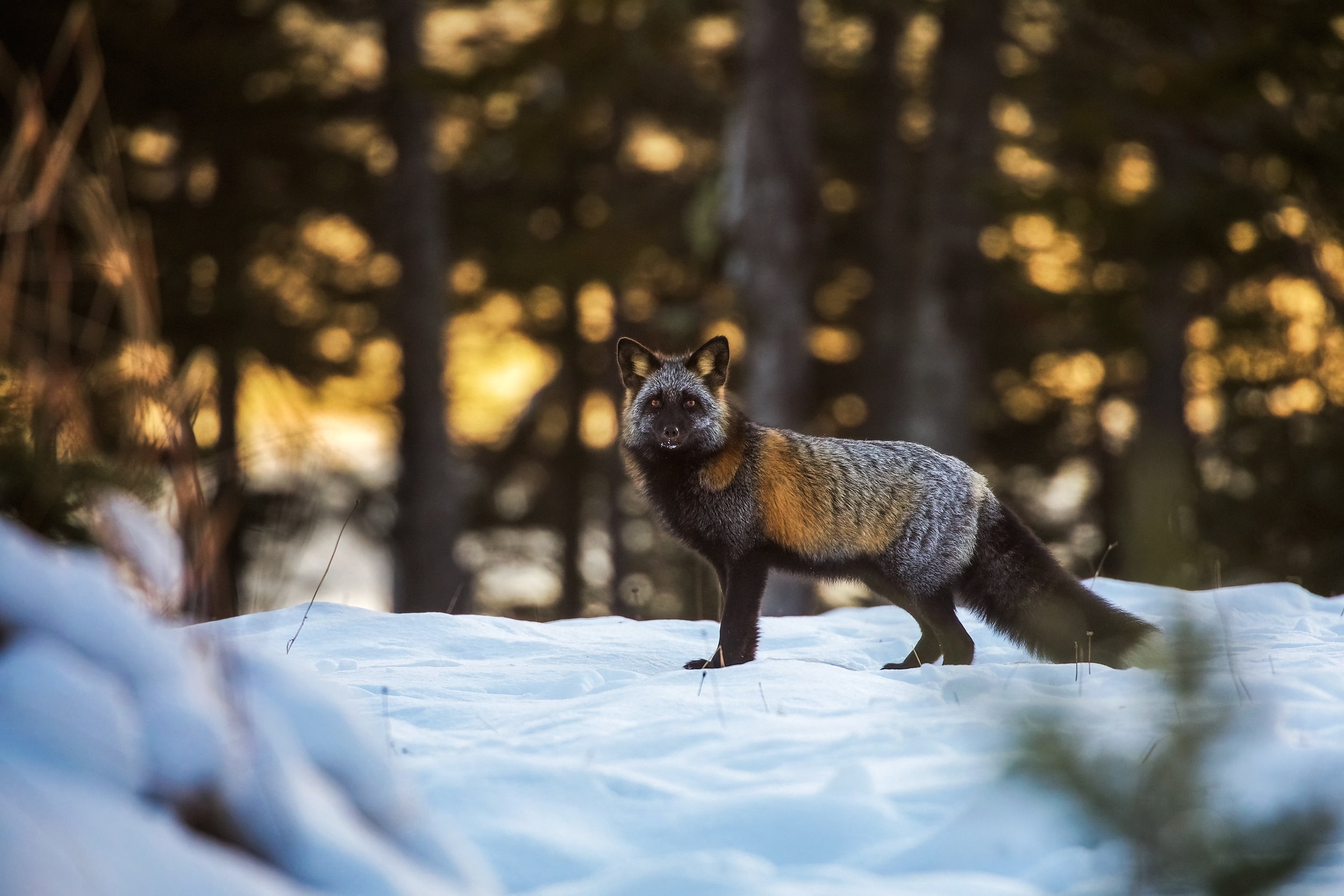 Red Fox - Winter 038