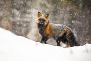 Red Fox - Winter 039