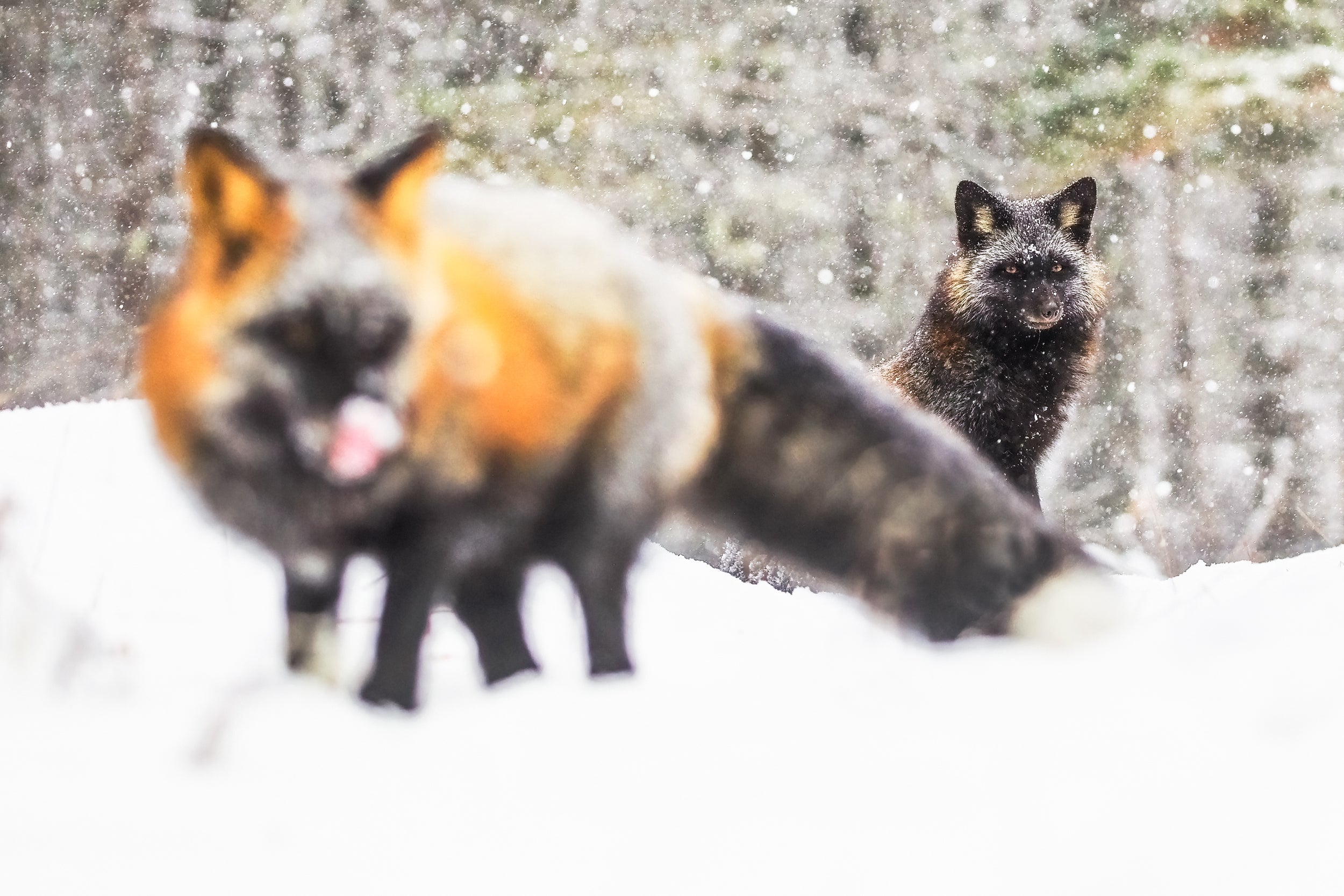 Red Fox - Winter 040