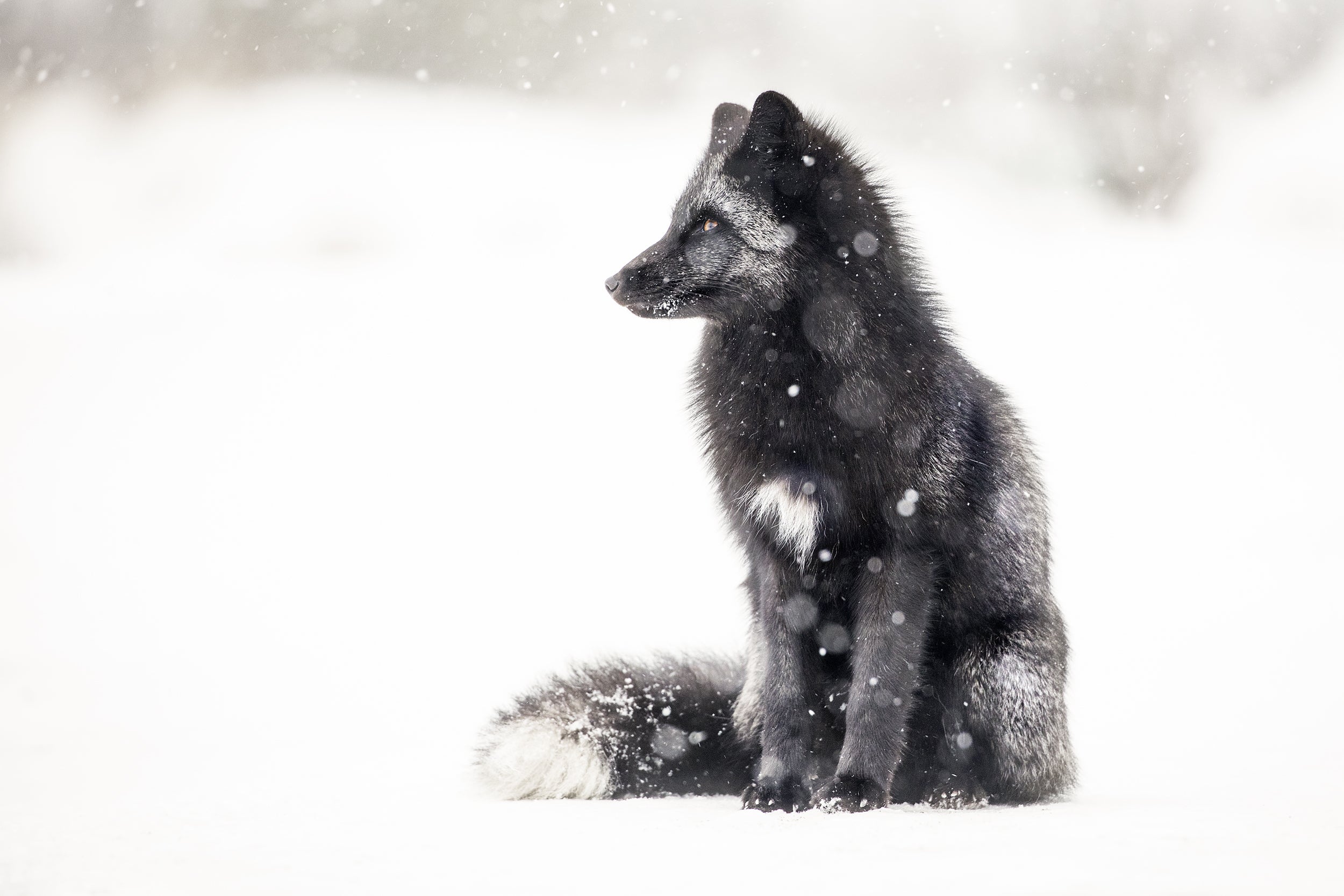 Red Fox - Winter 045