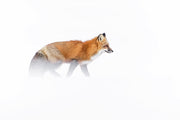 Red Fox - Winter 049