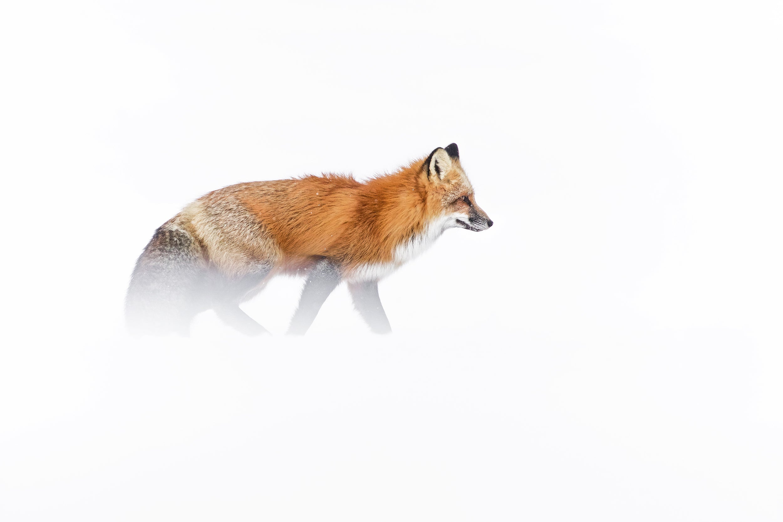 Red Fox - Winter 049
