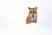 Renard roux - Hiver 050