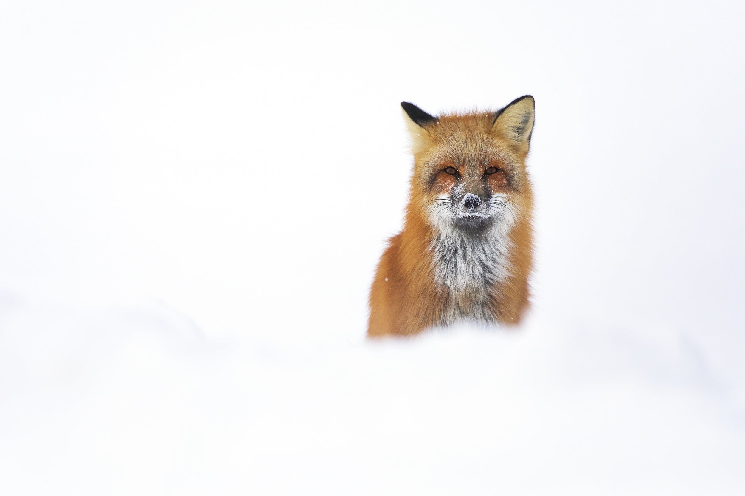 Red Fox - Winter 050
