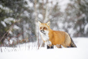 Red Fox - Winter 051