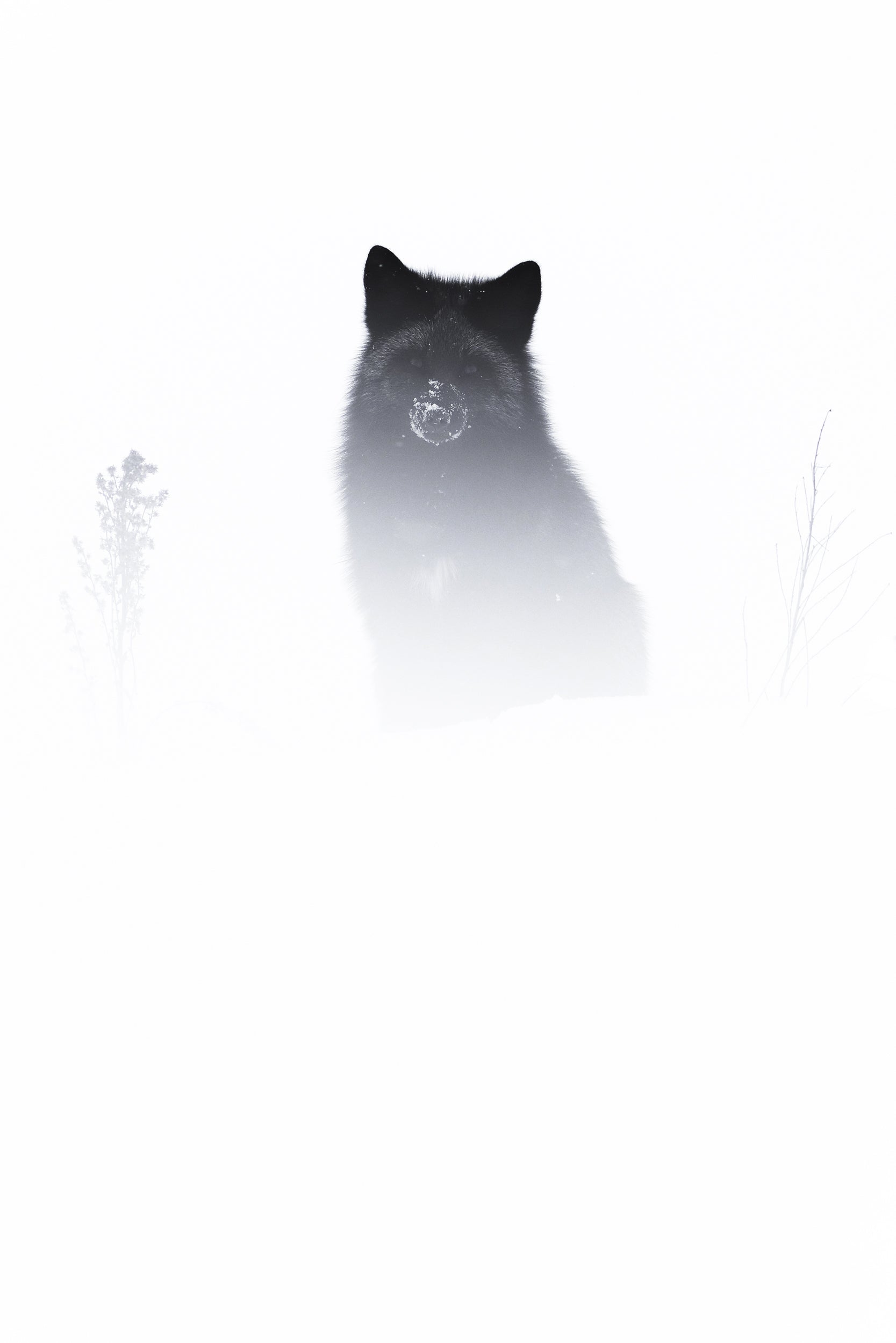 Red Fox - Winter 052