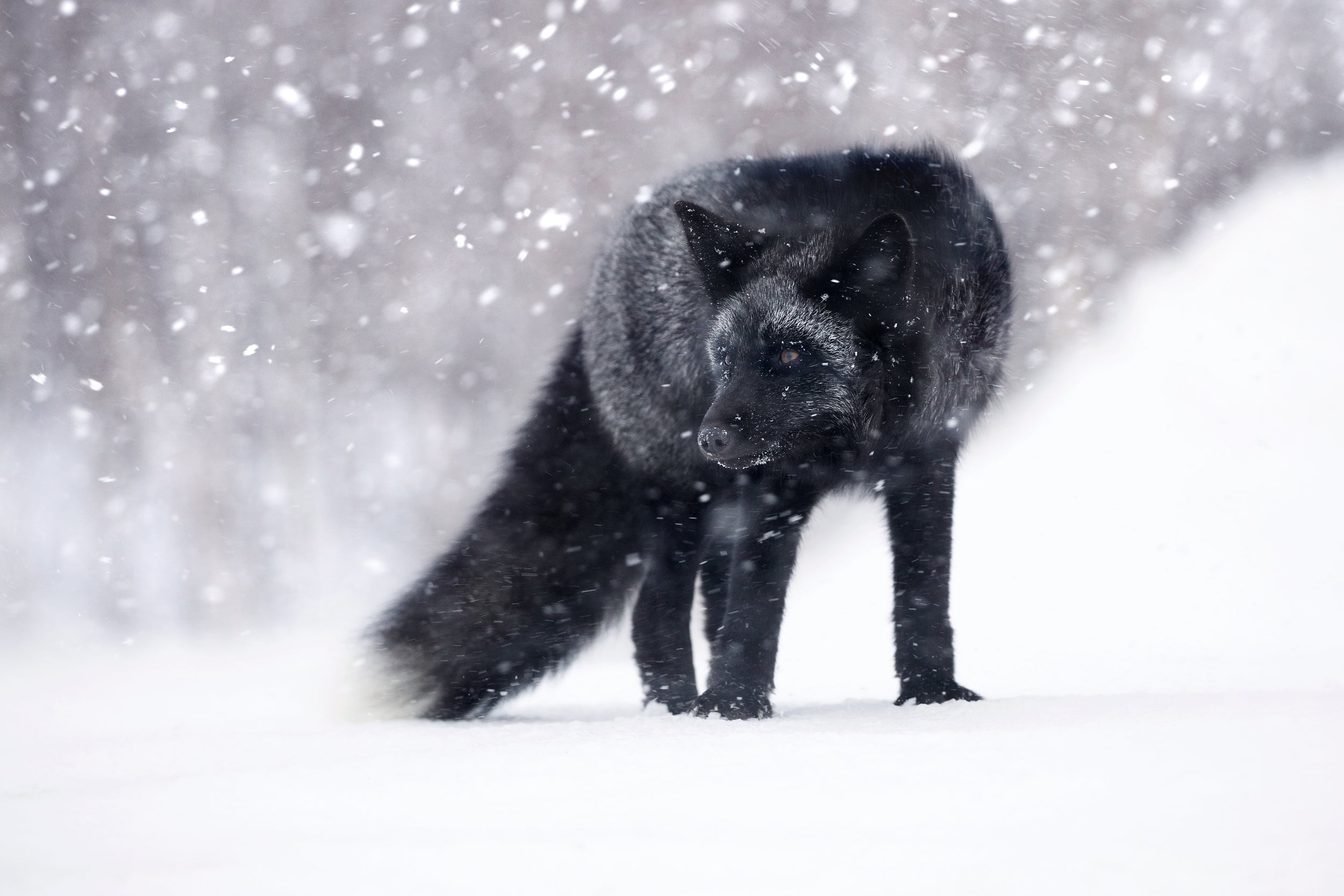 Red Fox - Winter 059