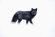 Red Fox - Winter 061