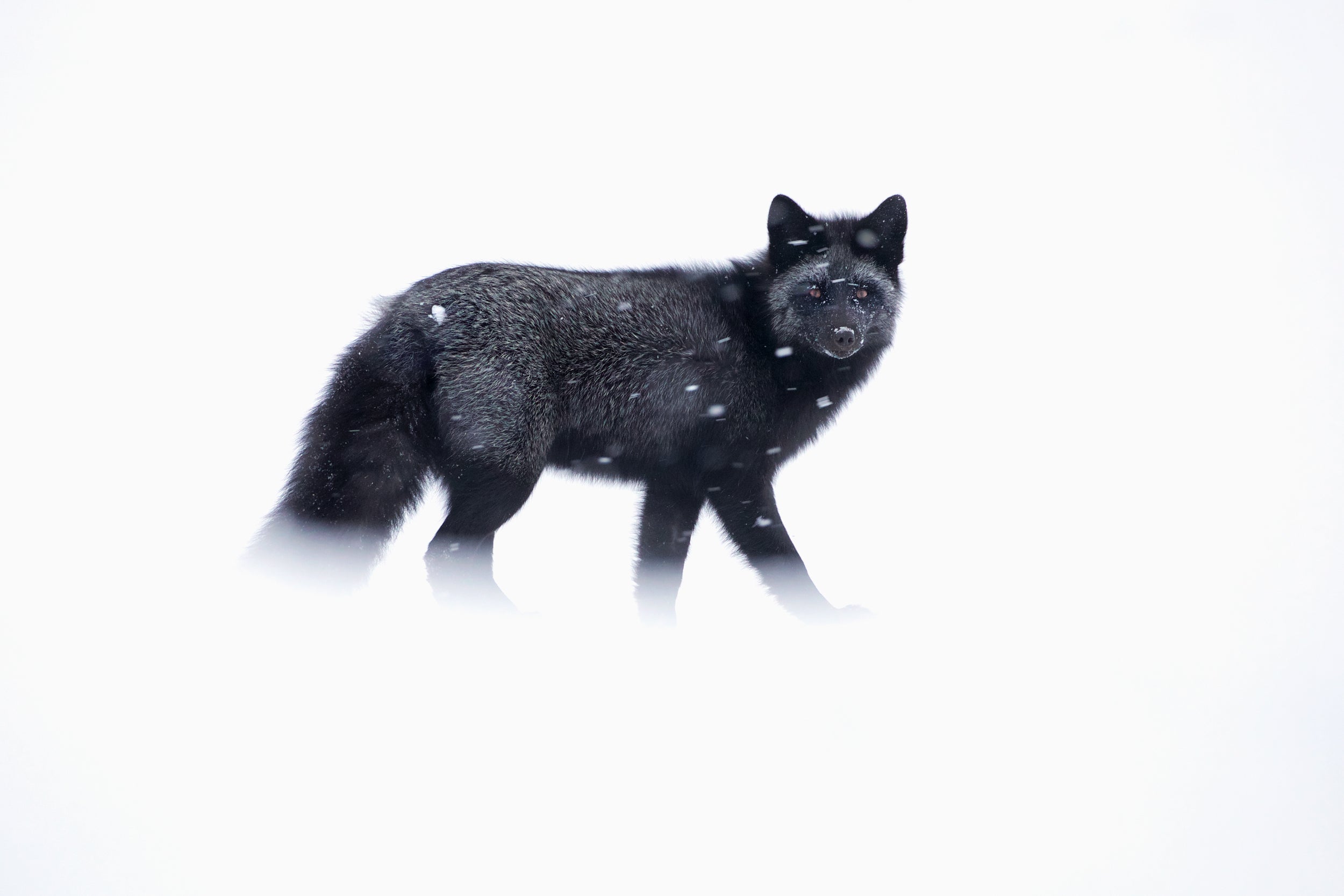 Red Fox - Winter 061