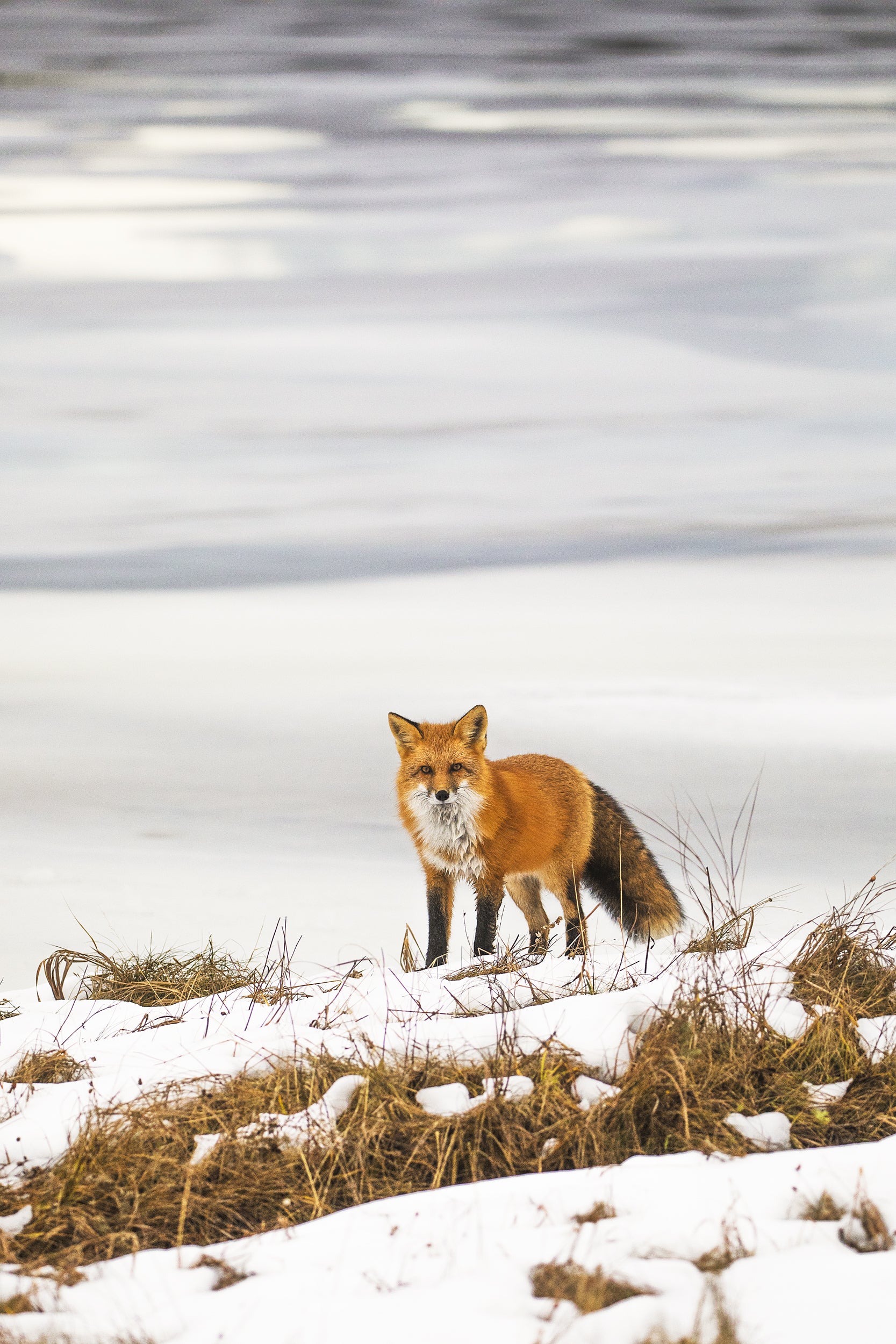 Red Fox - Winter 063