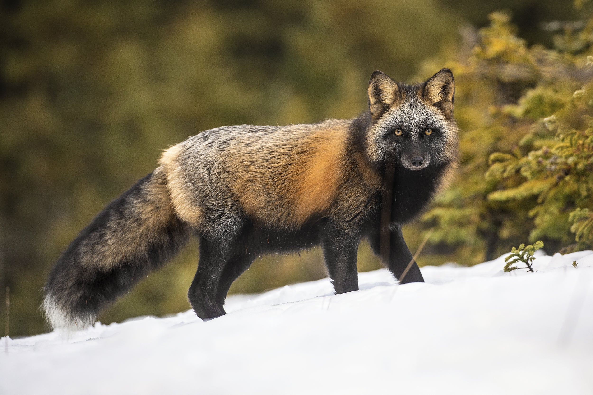 Red Fox - Winter 064