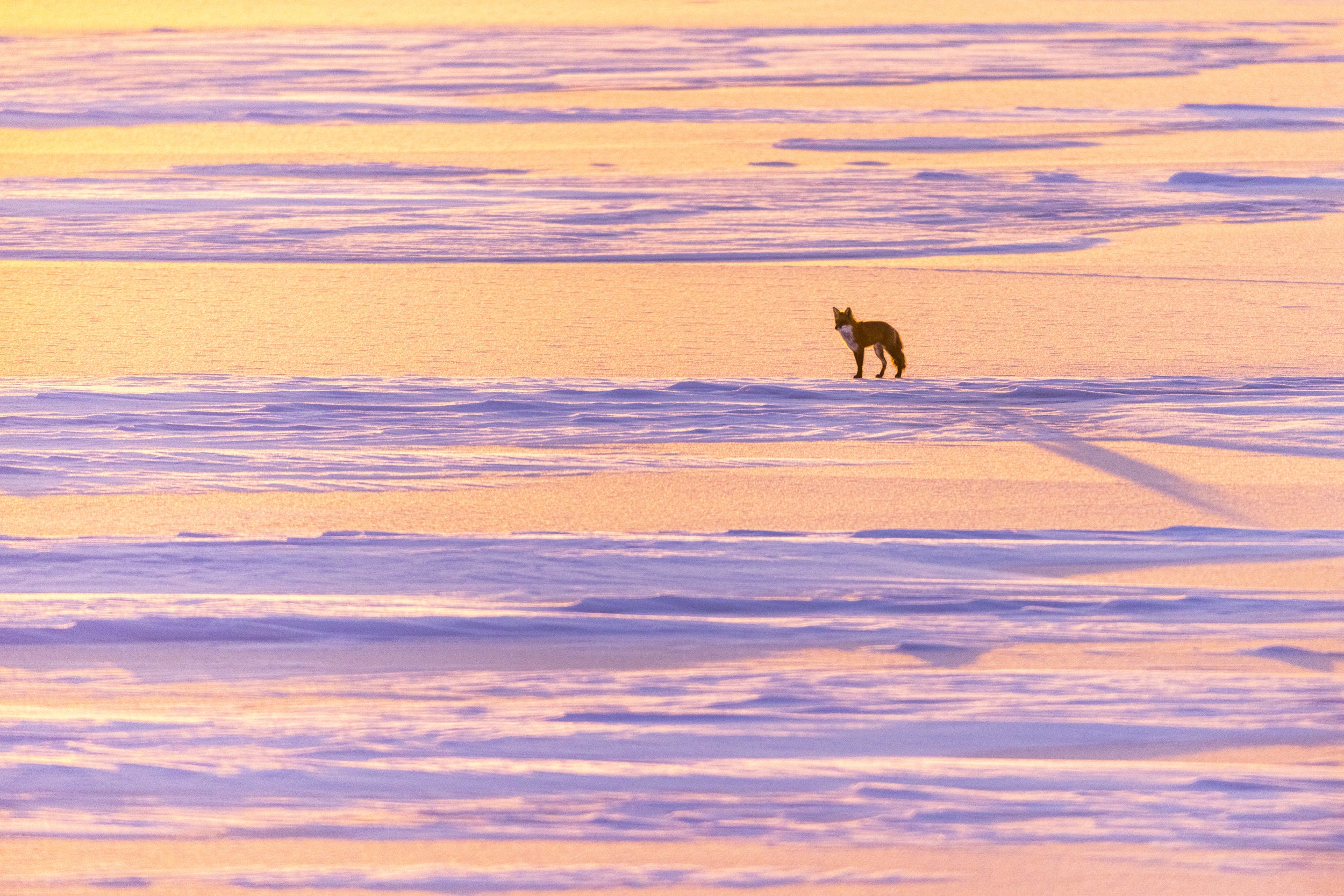 Red Fox - Winter 070