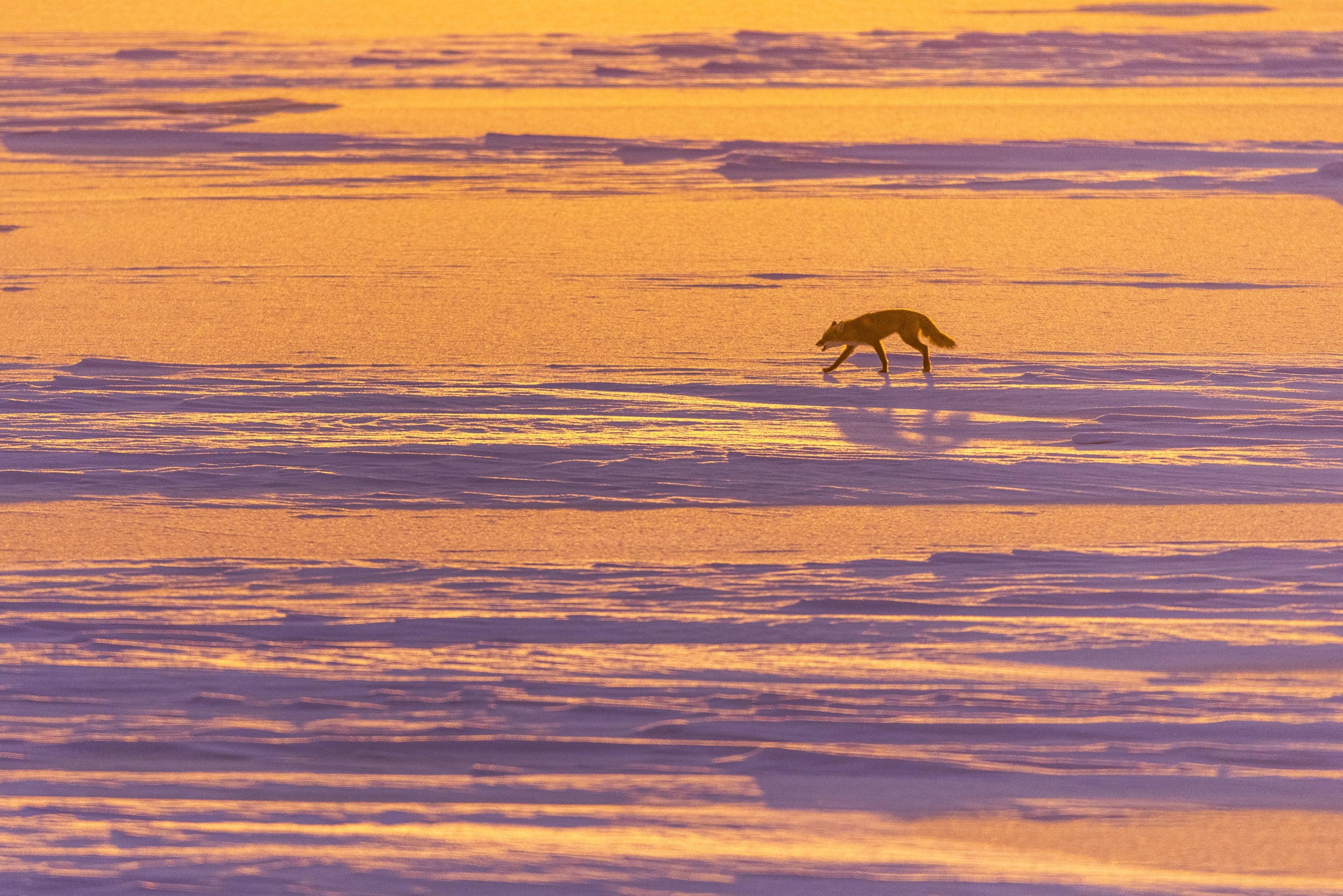 Red Fox - Winter 071