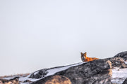 Red Fox - Winter 074