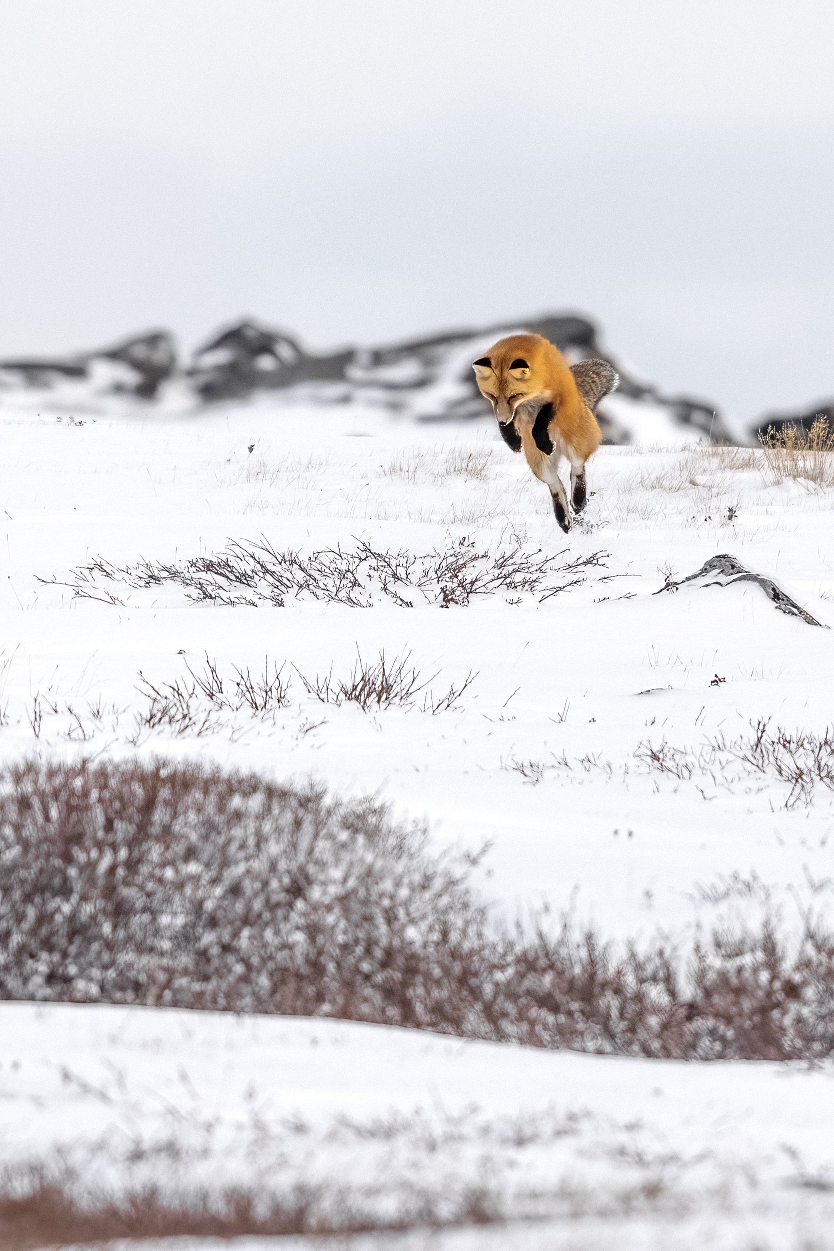 Red Fox - Winter 076