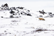 Red Fox - Winter 077