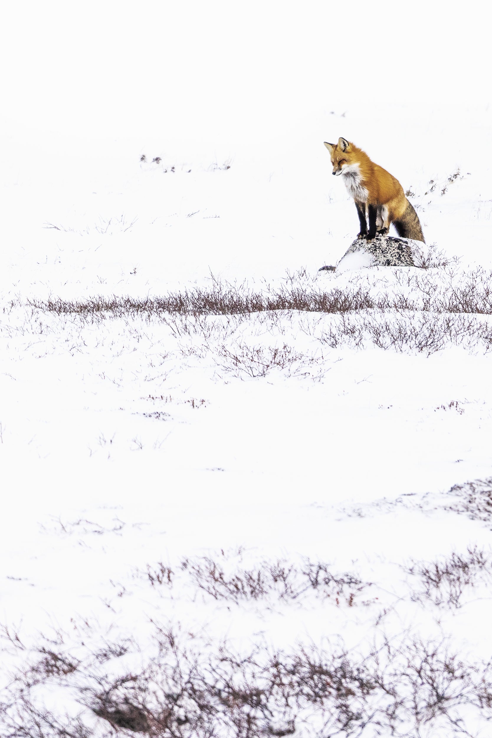 Red Fox - Winter 078