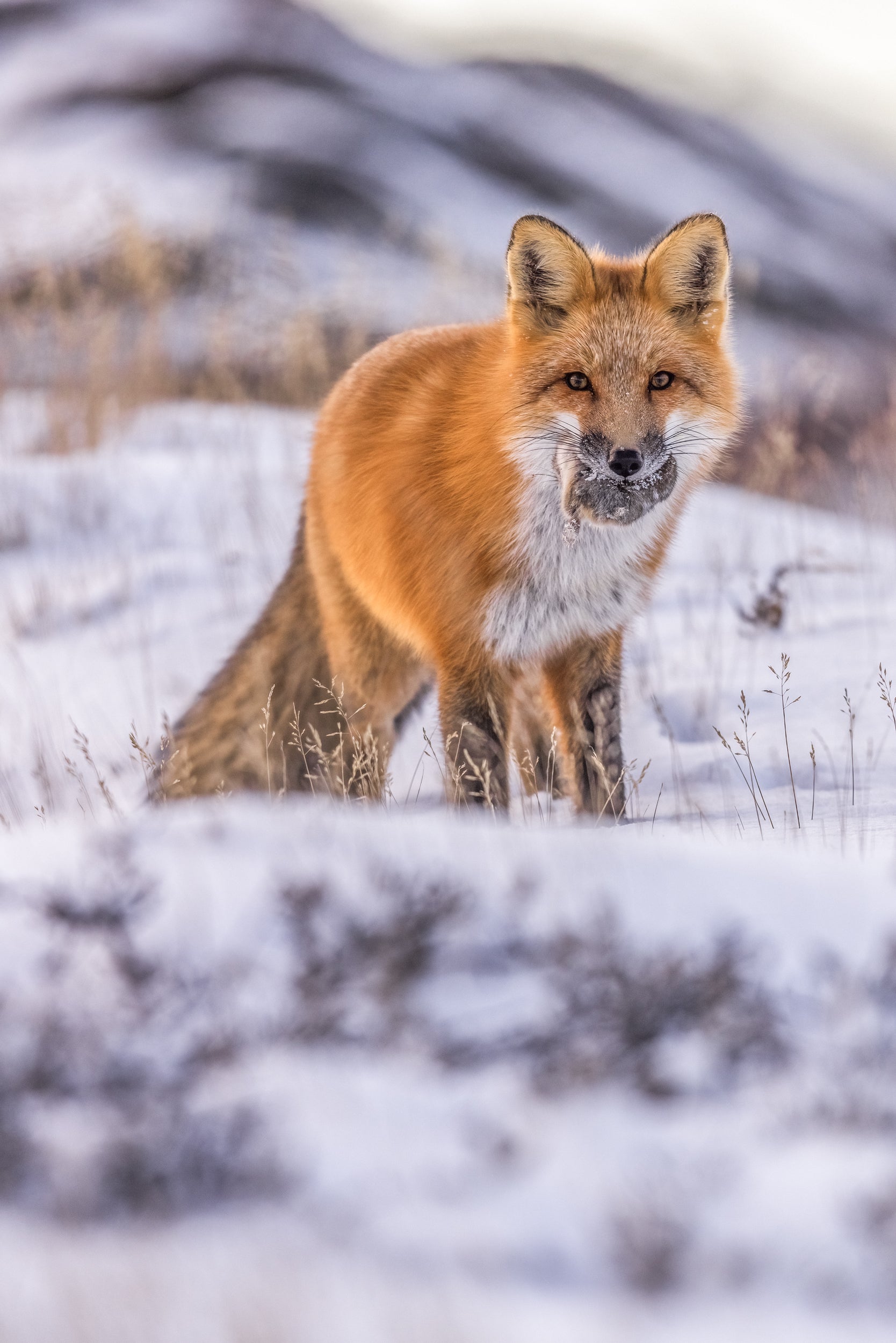 Red Fox - Winter 081