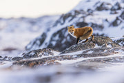 Red Fox - Winter 085