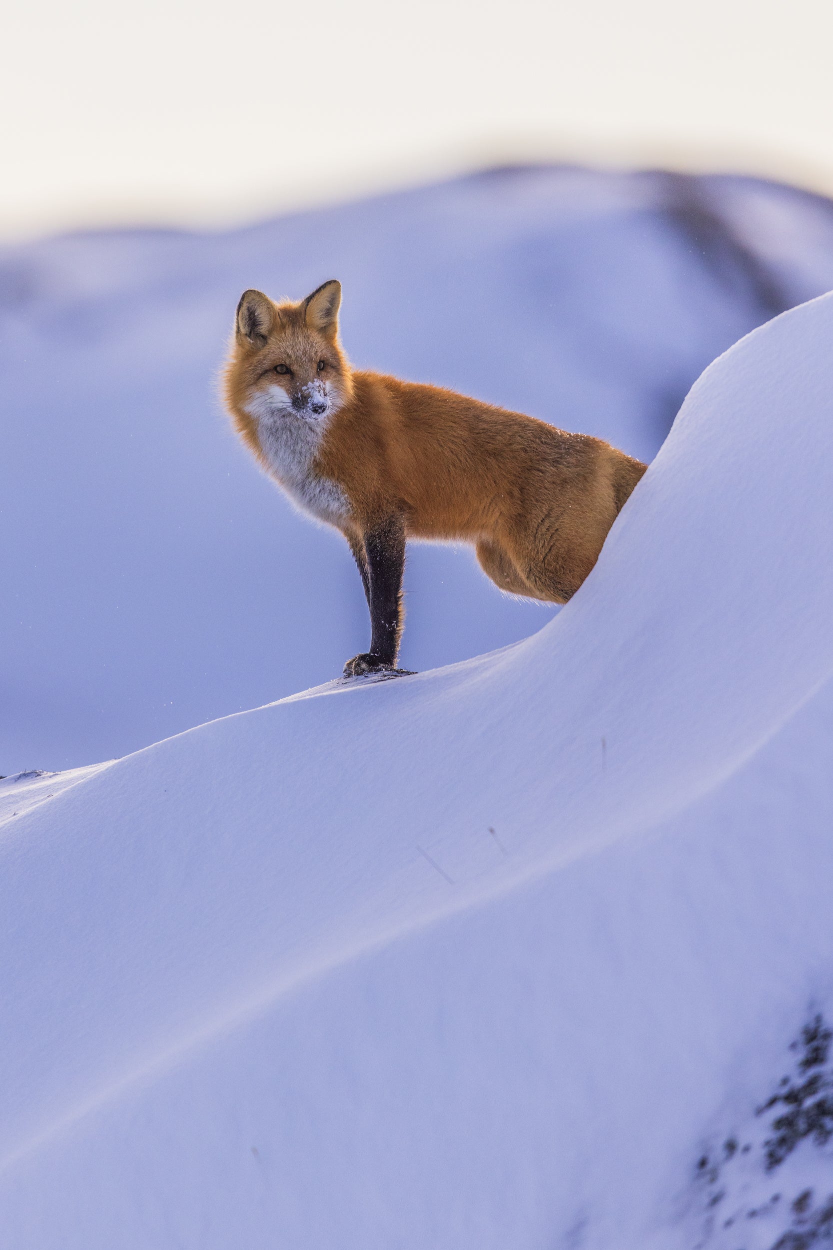 Red Fox - Winter 087