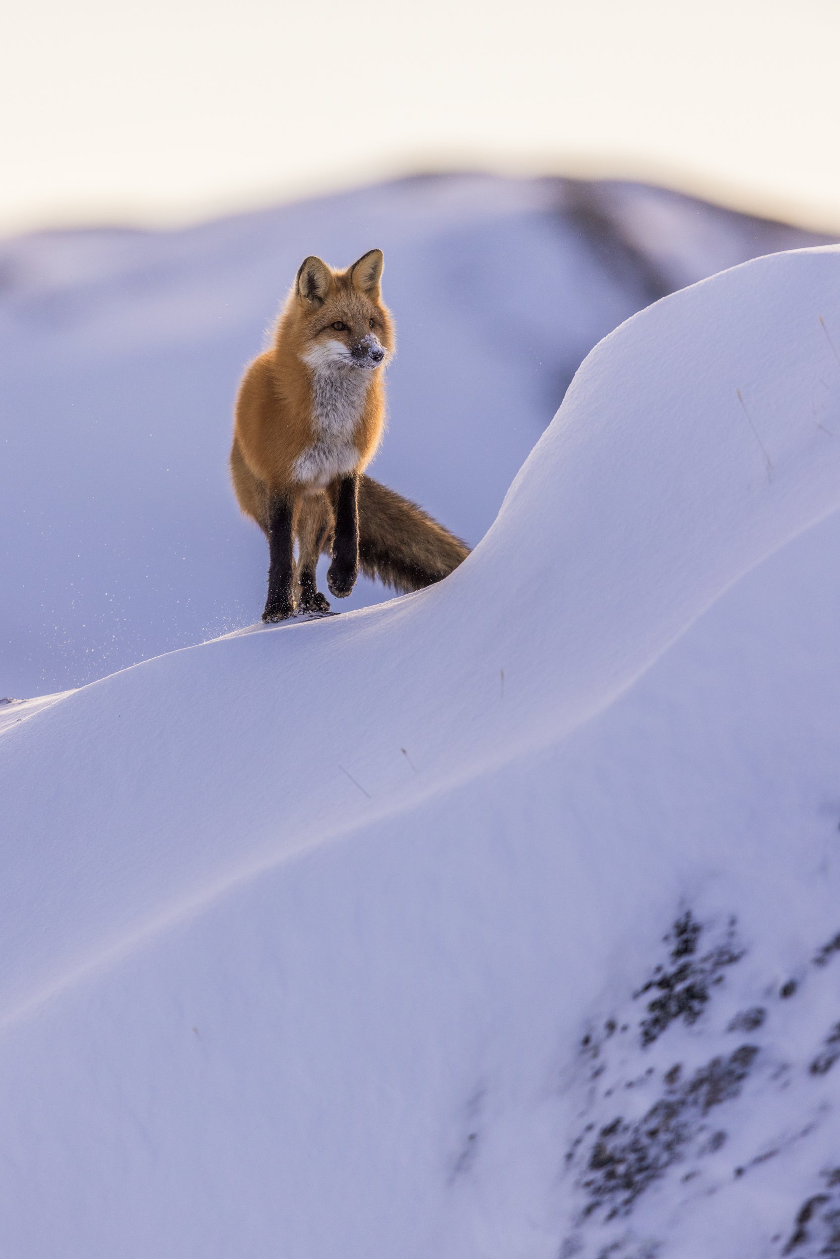 Red Fox - Winter 088