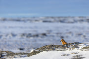 Red Fox - Winter 089