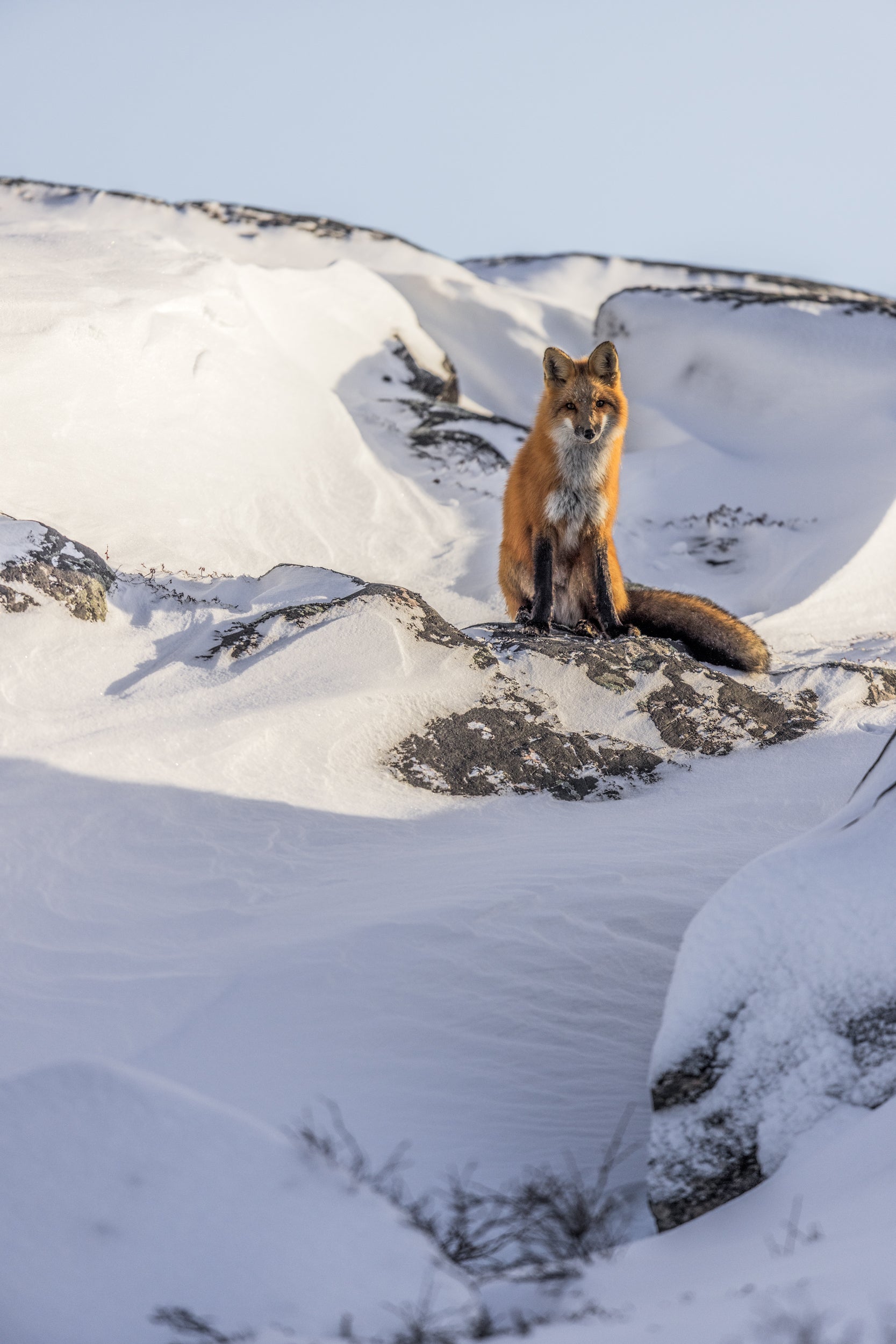 Red Fox - Winter 091