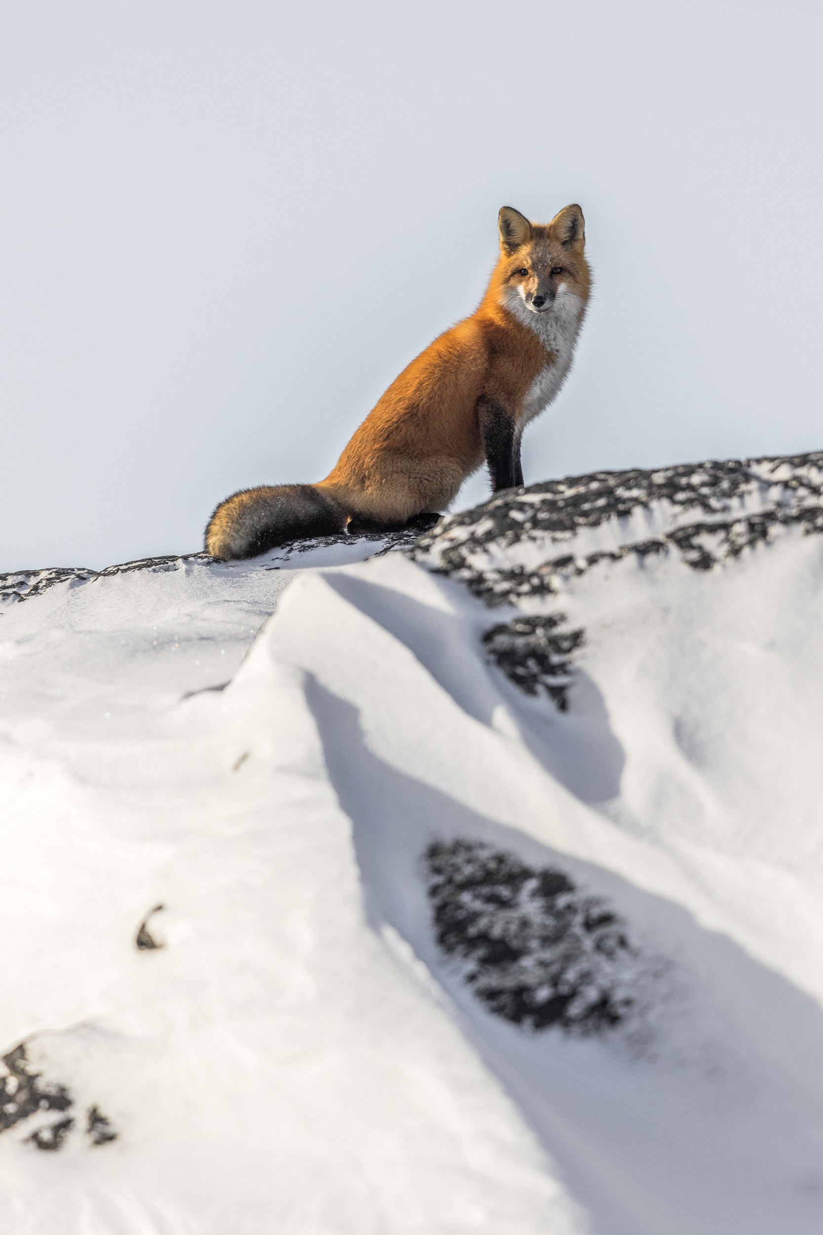 Red Fox - Winter 092