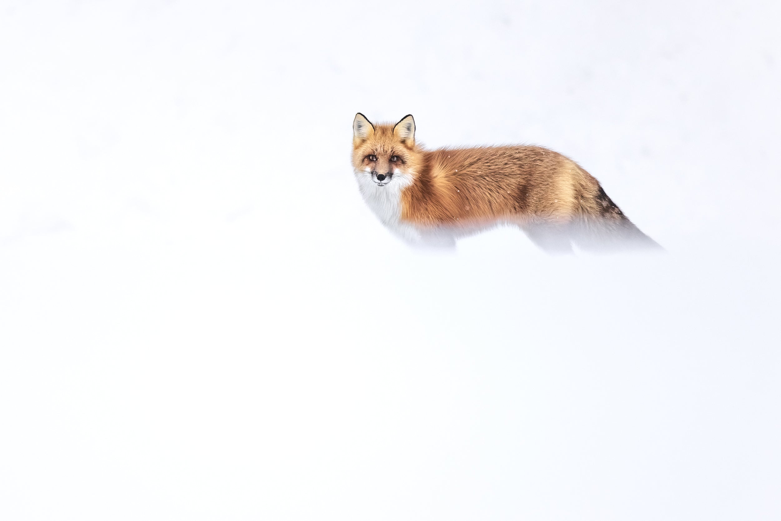 Red Fox - Winter 093