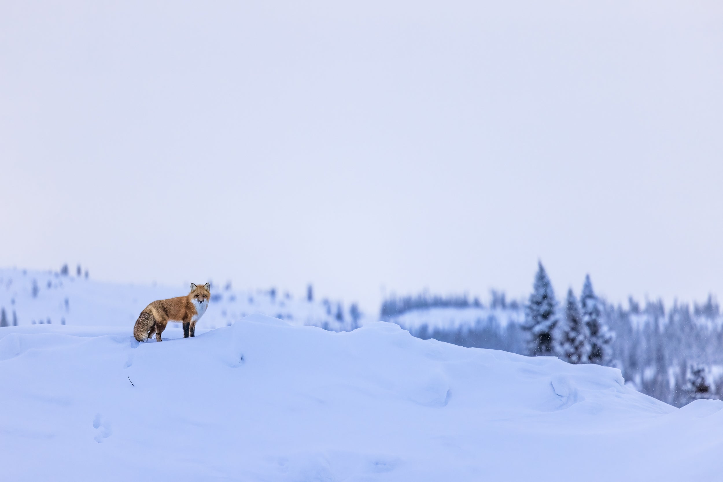 Red Fox - Winter 094
