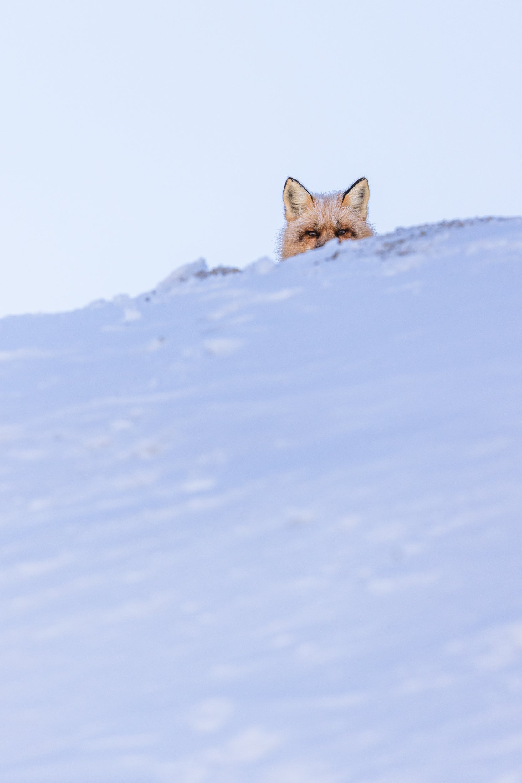 Red Fox - Winter 097