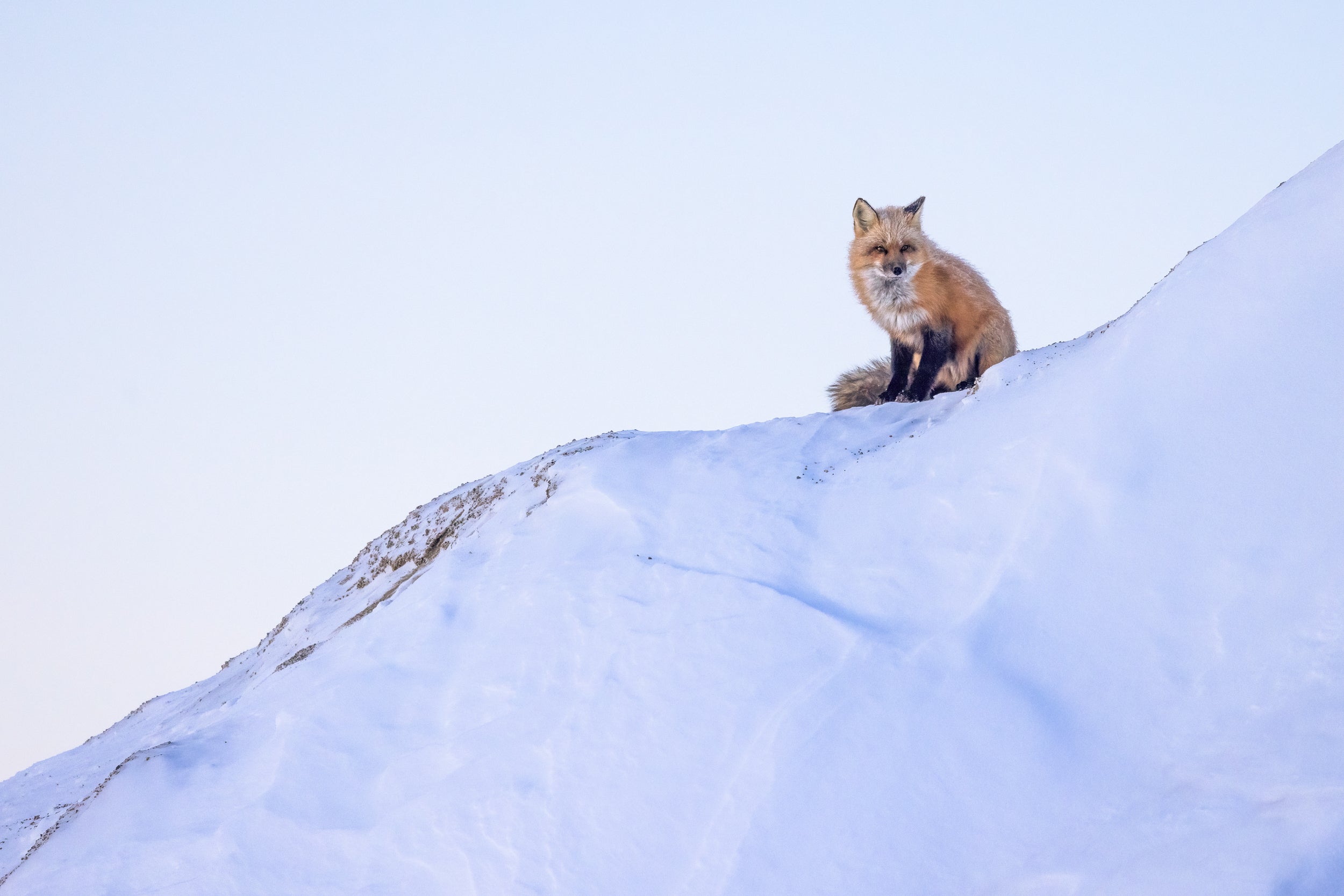 Red Fox - Winter 099