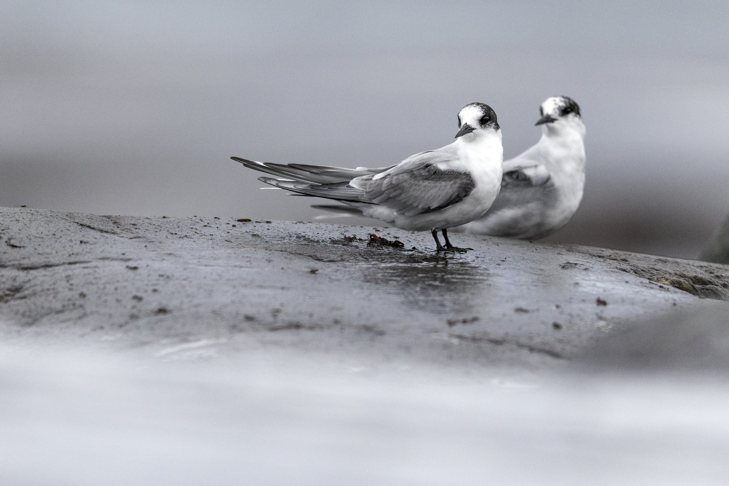 Arctic Tern 010