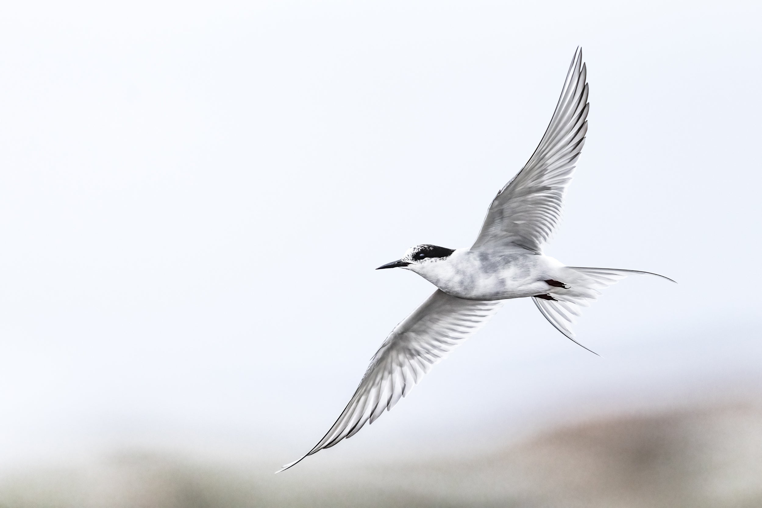 Arctic Tern 011