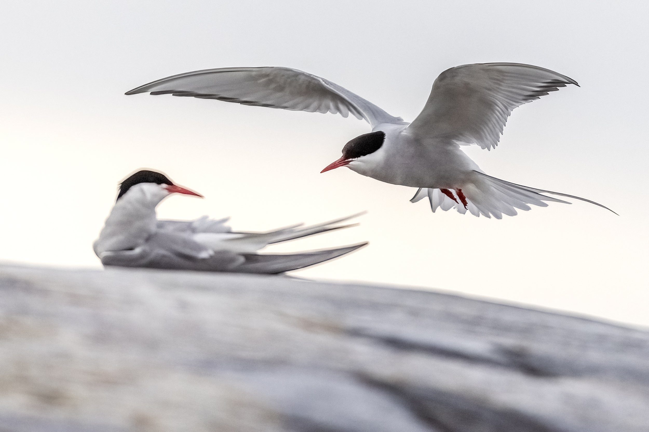 Arctic Tern 001
