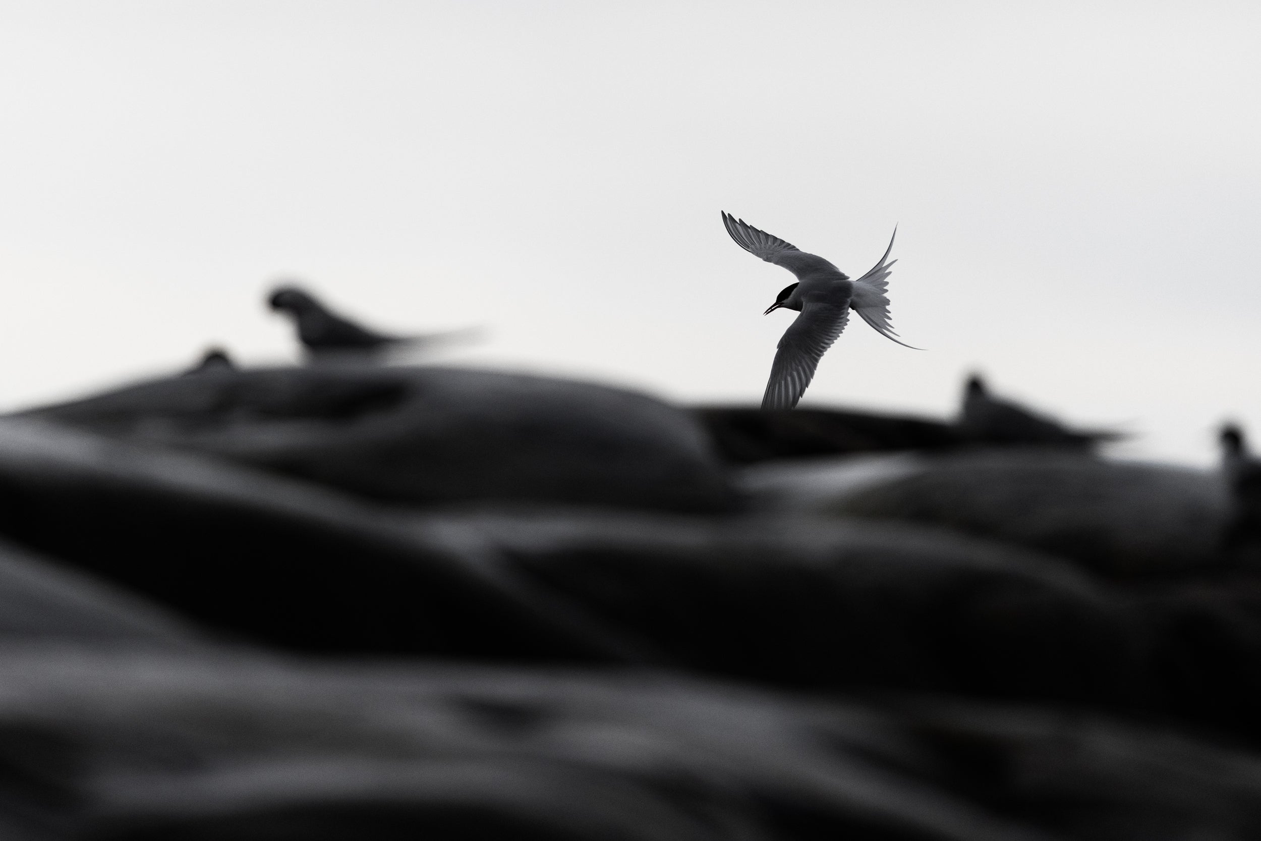 Arctic Tern 002