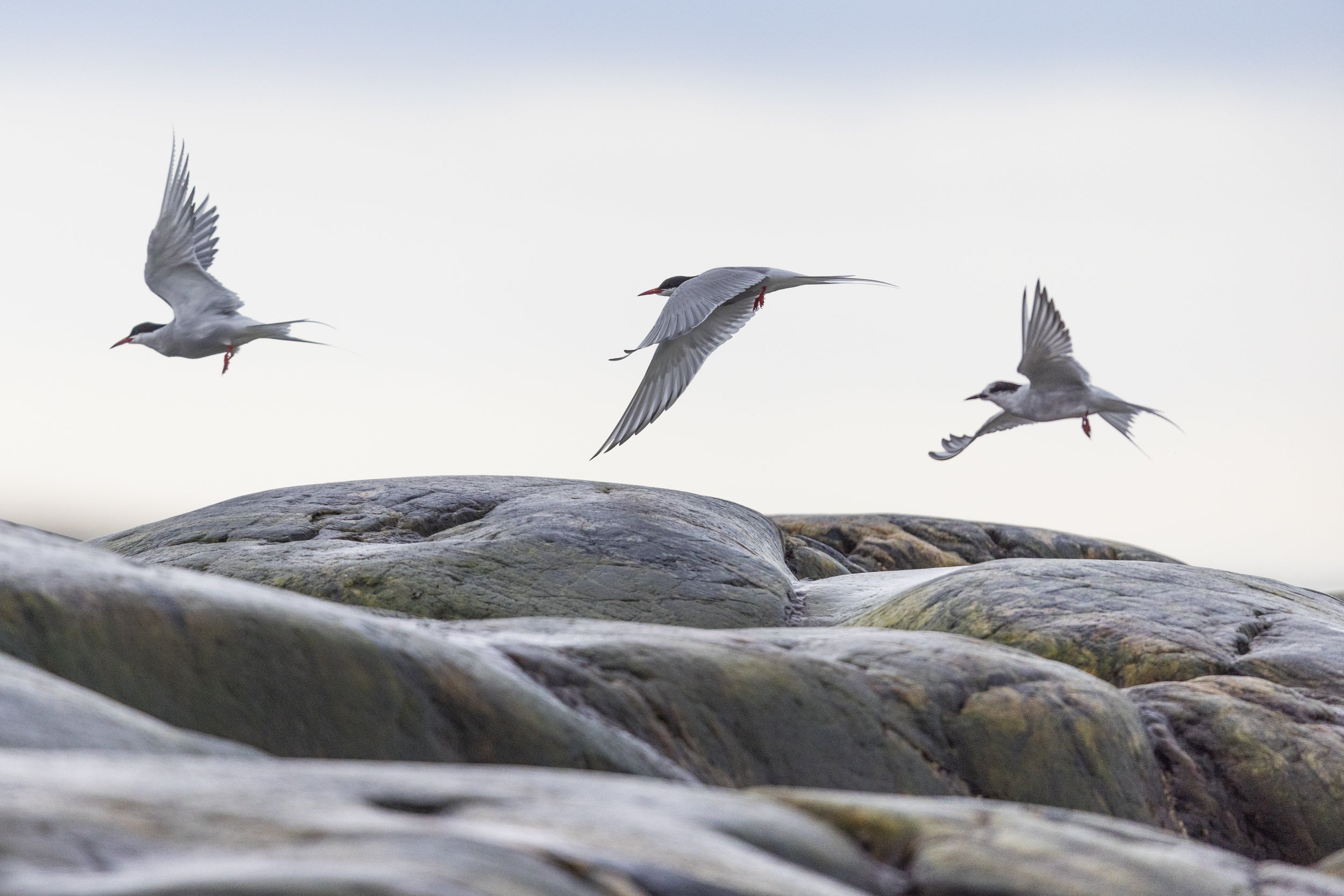 Arctic Tern 003