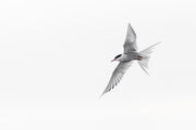 Arctic Tern 004